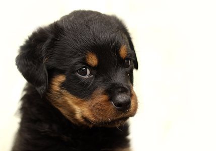 Rottweiler01